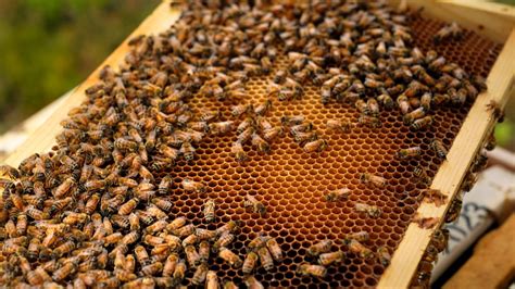 Honeybee health blooms at federal facilities across the country